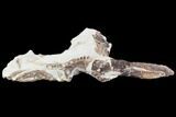 Fossil Mosasaur Skull Section - Goulmima, Morocco #107177-9